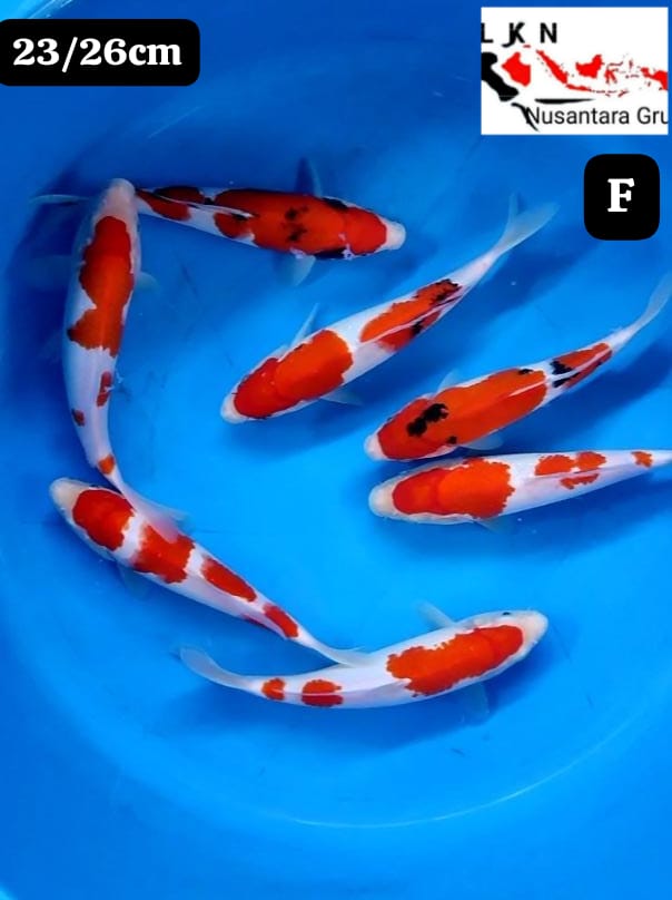 SUPER PAKET 7 EKOR ISTIMEWA CALON JOS LOKASI IKAN DI BLITAR 2326cm