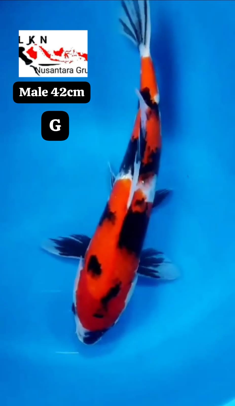 SHOWA SHANSOKU MALE 42cm LOKASI BLITAR