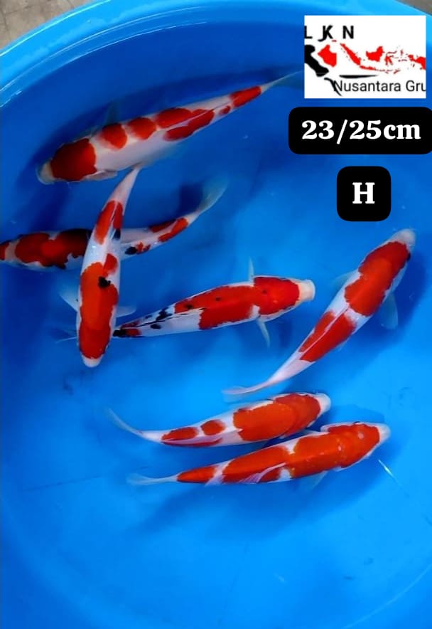 PKT 7 EKOR KOHAKU SHANKE ORIGINAL LOKASI BLITAR 2325cm