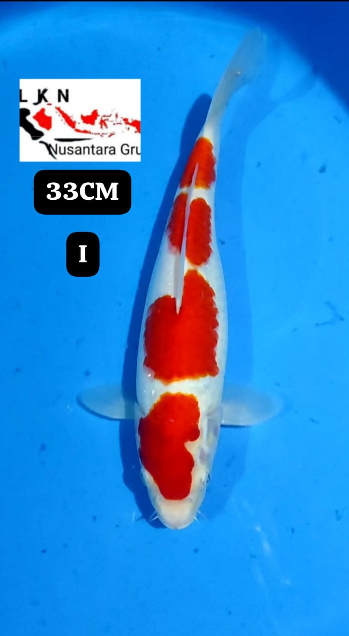 KOHAKU SQ ISTIMEWA LOKASI BLITAR 33cm