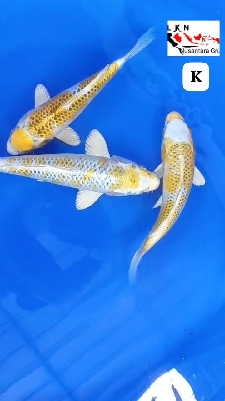 PKT 3 EKOR CALON PENGHIAS KOLAM ANDA LOKASI IKAN DI BOJONEGORO 2227cm