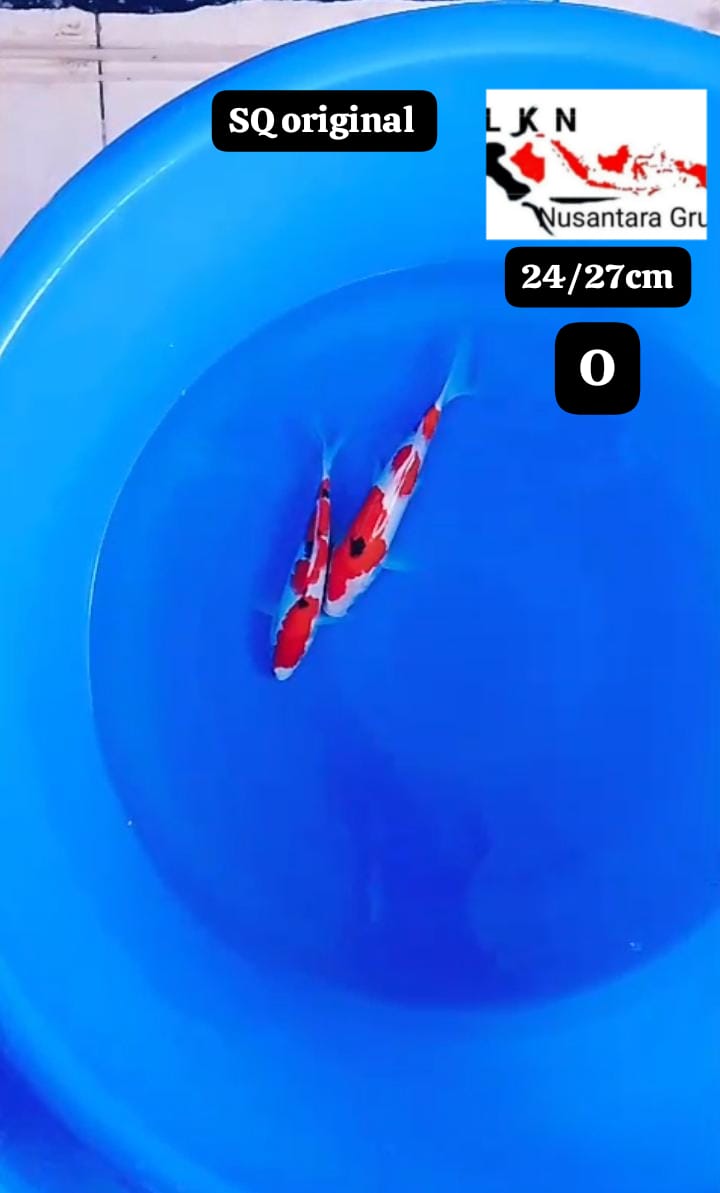 PKT MINION SHANKE 2 EKOR ORIGINAL STRONG LOKASI BOJONEGORO 2427cm