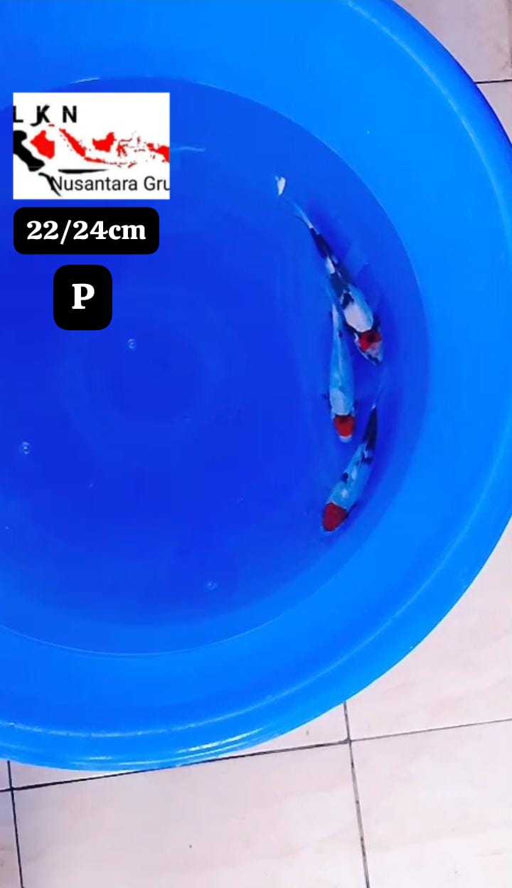 PKT 3 PCS MINION THANCO SHOWA BAHAN SQ LOKASI BOJONEGORO 2224cm