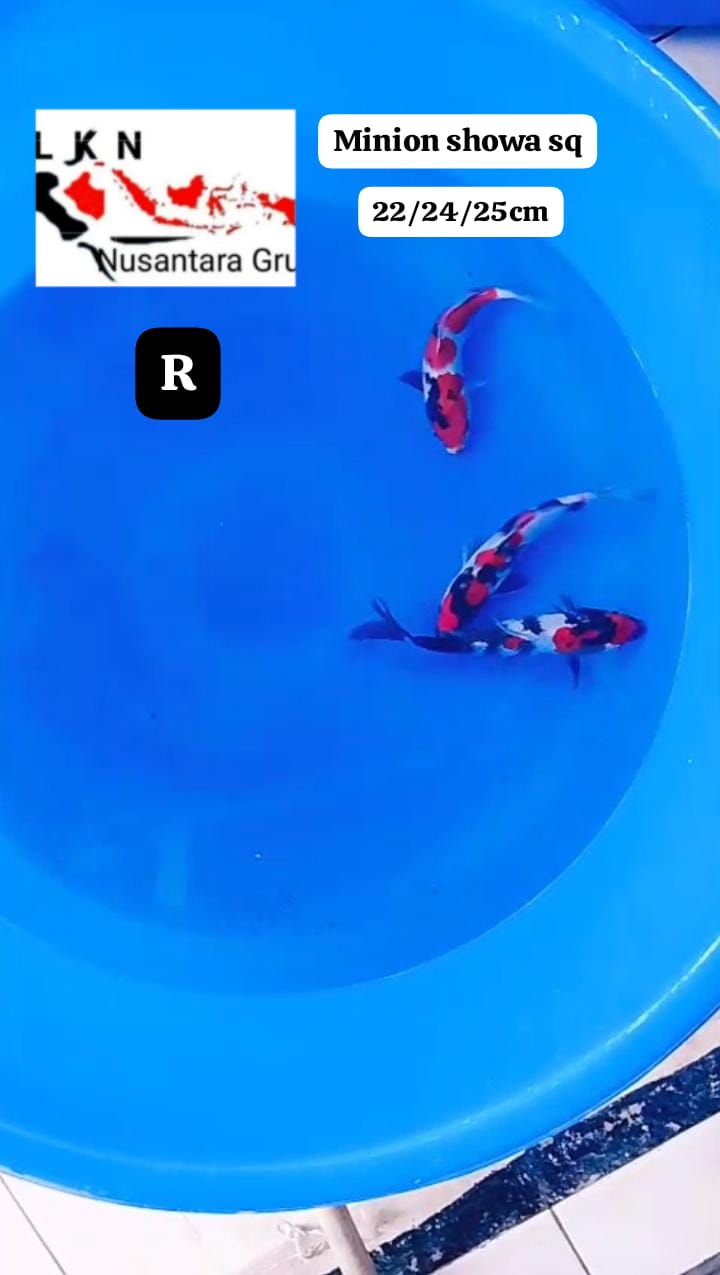 PKT 3 PCS SHOWA SQ ORIGINAL CALON CALON JOS LOKASI BOJONEGORO 222425cm