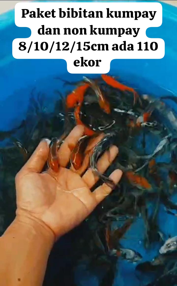 PKT 110 EKOR BIBITAN KUMPAY DAN NON KUMPAY OCHIBA CAMPUR LOKASI BOJONEGORO SIZE 8101215cm