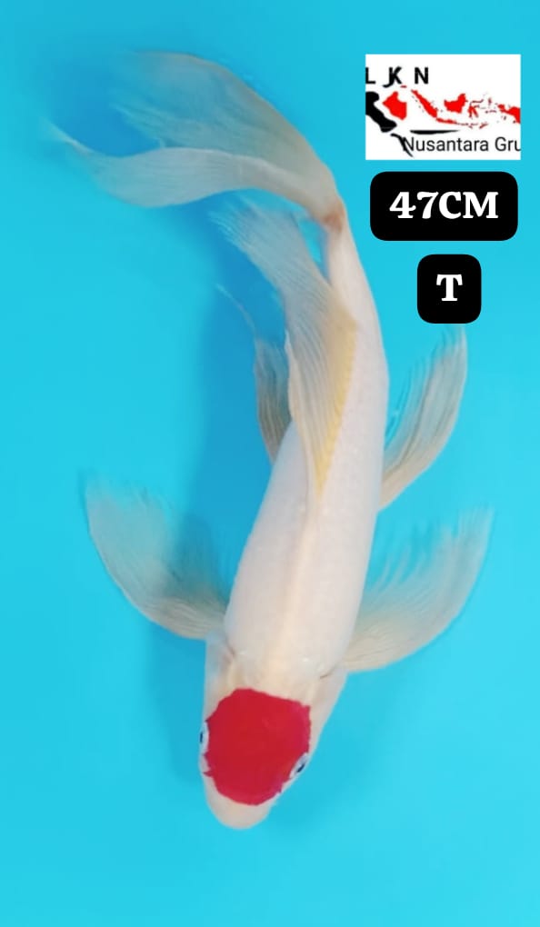 THANCO KOHAKU SLAYER ORIGINAL ISTIMEWA JUMBO LOKASI IKAN DI BLITAR 47cm