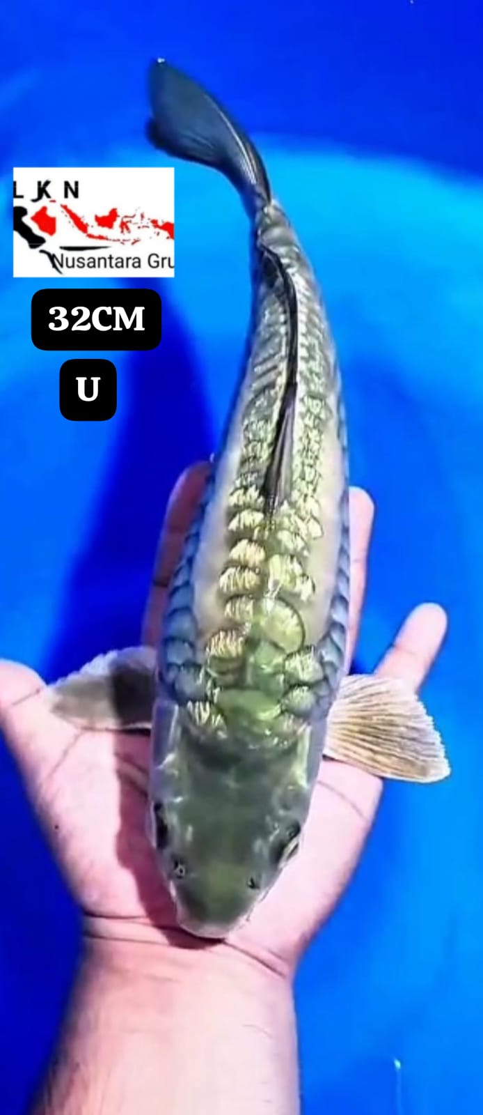 KOI ANTIK MIDHORI ARAGOKE MALE LOKASI BLITAR 32cm