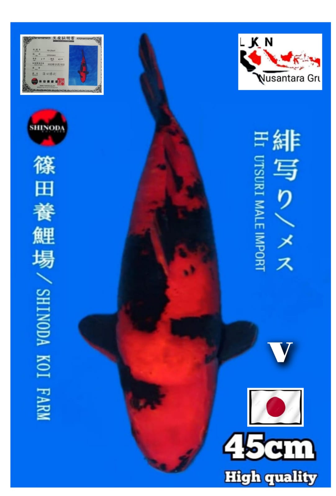 HIUTSURI MALE IMPORT JAPAN SHINODA KOI FARM IKAN IDAMA PARA SULTAN LOKASI BANDUNG 45cm