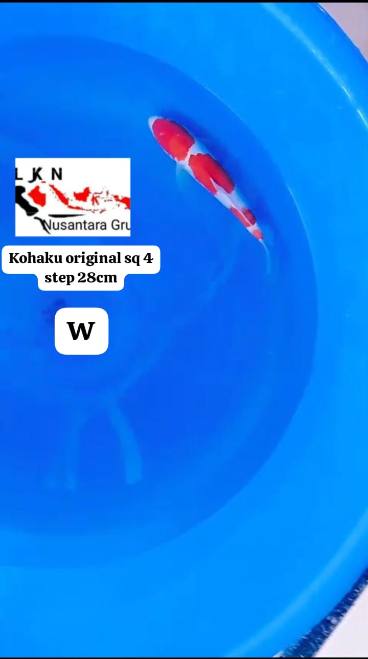 KOHAKU ORIGINAL SQ 4 STEP CALON JOS LOKASI BOJONEGORO 28cm