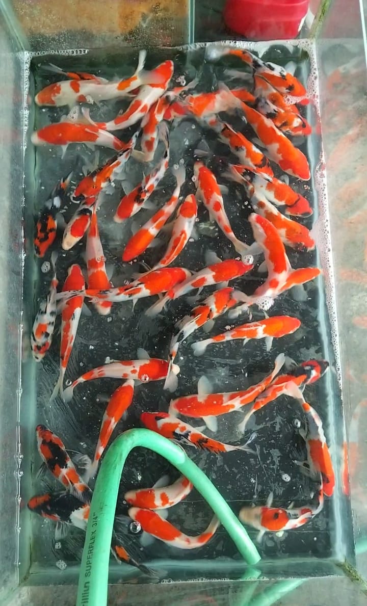 PAKET 40EKOR 17cm 20cm 23cm 25cm