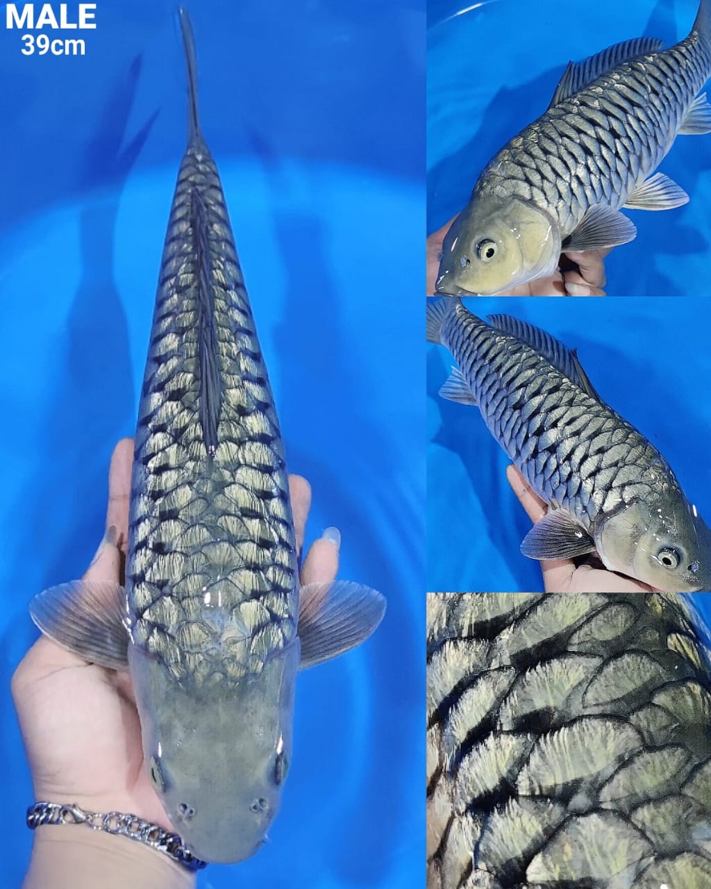 SUPER ARAGOKE SORAGOI RING RAPI BERFUKURIN 39cm