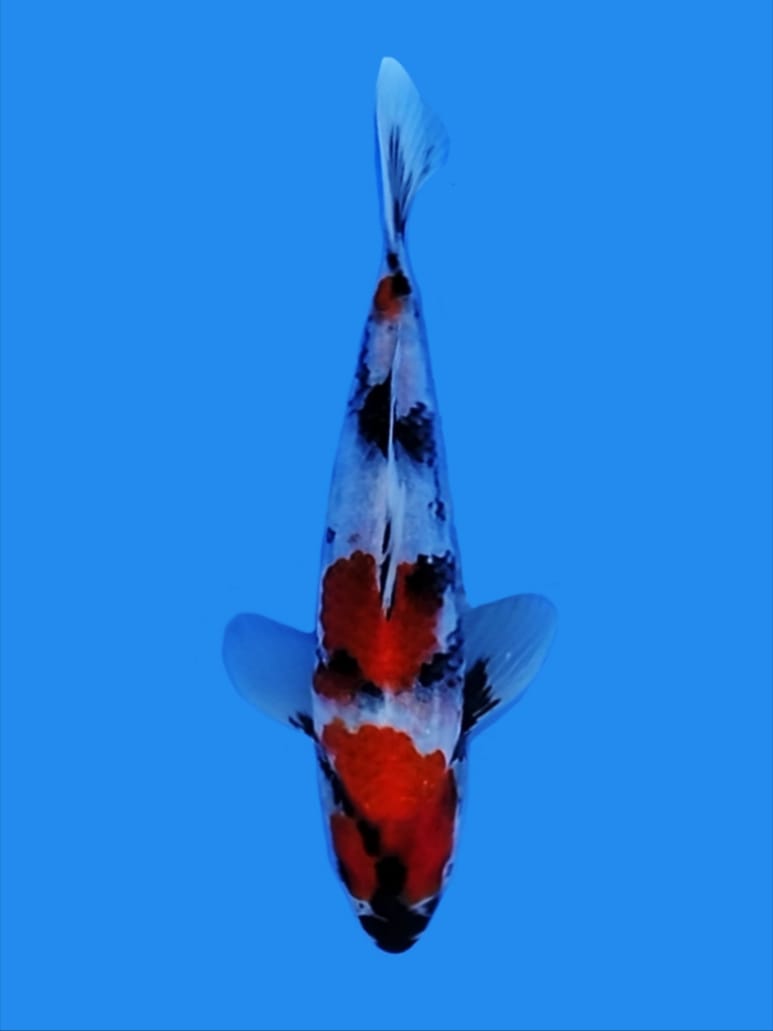 SHOWA SHANSOKU METER 25cm