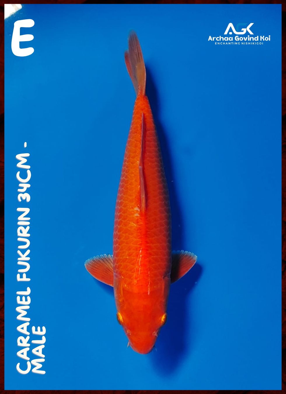 CARAMEL FUKURIN 34cm