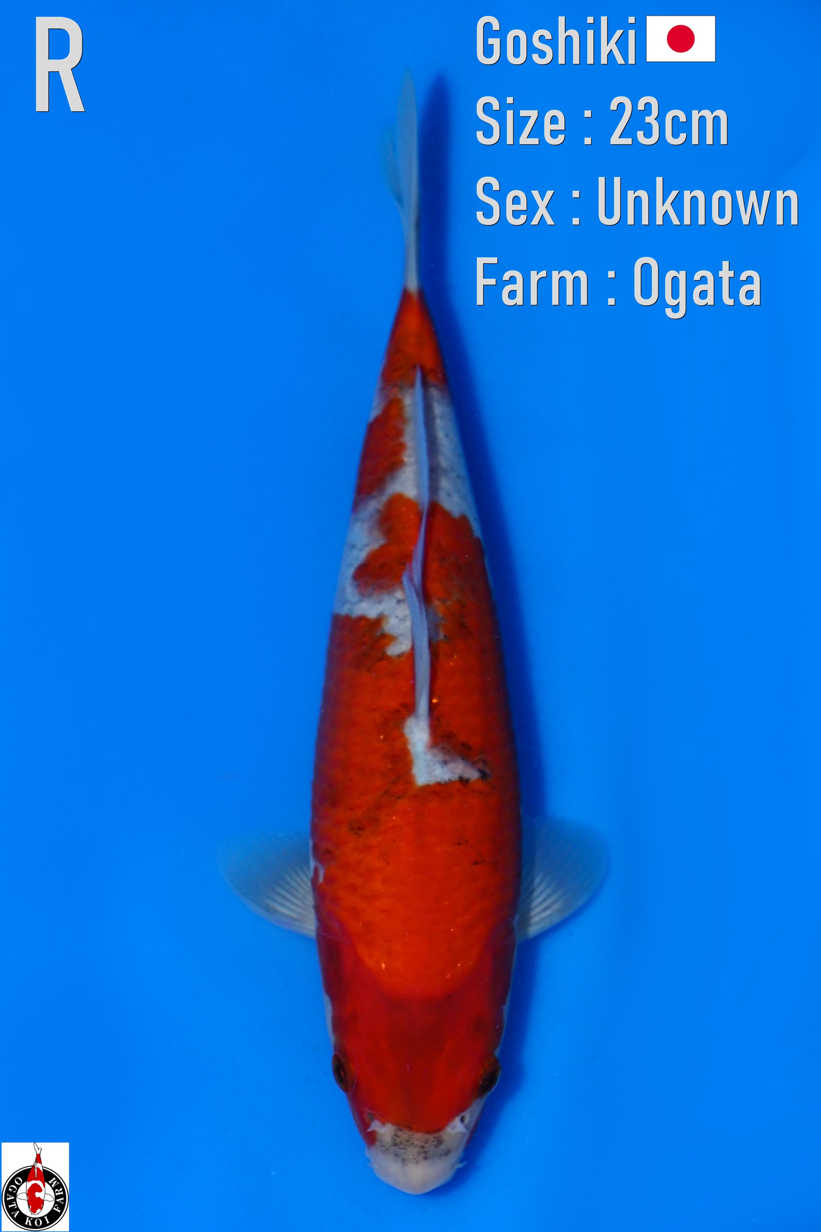 LELANG TOSAI IMPORT GOSHIKI OGATA 23cm