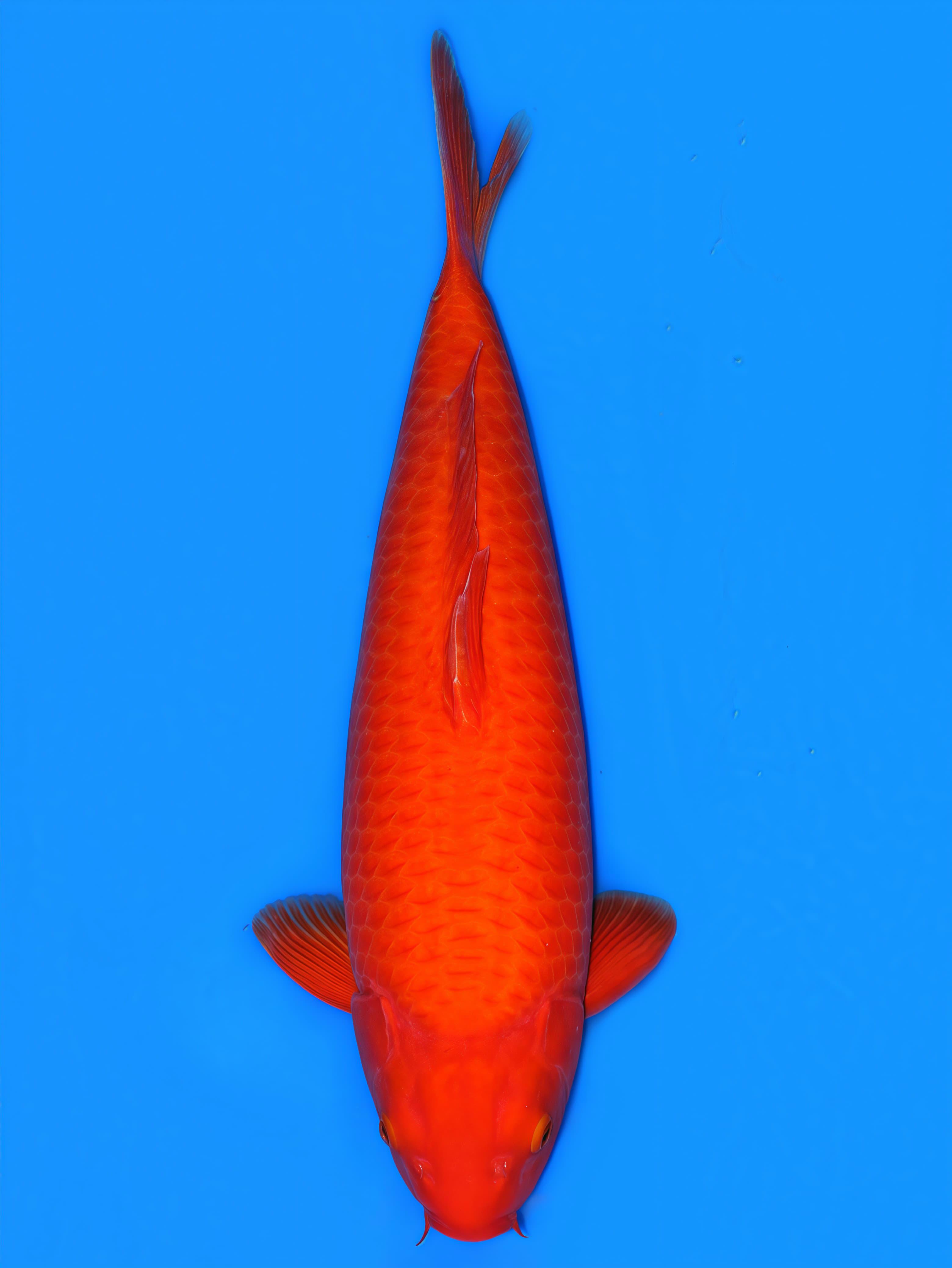 BENIGOI IKAN BAKAT JUMBO PUNUK 57cm