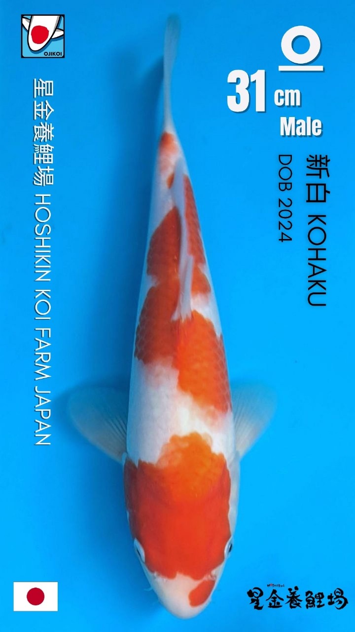 KOHAKU HOSHIKIN KOI FARM JAPAN IMPORT BERSERTIFIKAT BREEDER DOB 2024 SIZE31cm