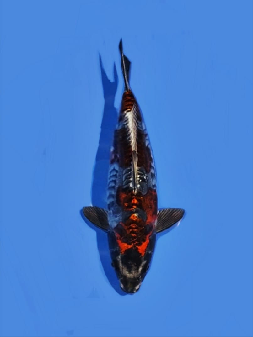 DRAGON KIKO MENING POL 33cm