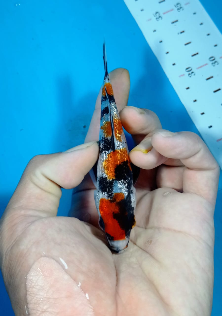 SHOWA GINRIN SQ 12cm