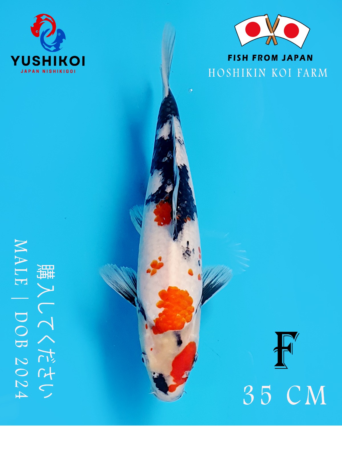 SHOWA HOSHIKIN KOI FARM HIGH QUALITY 35cm