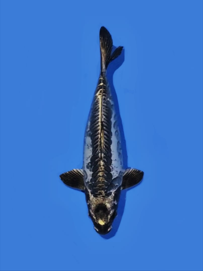 DRAGON KIKO MASIH READY 30cm