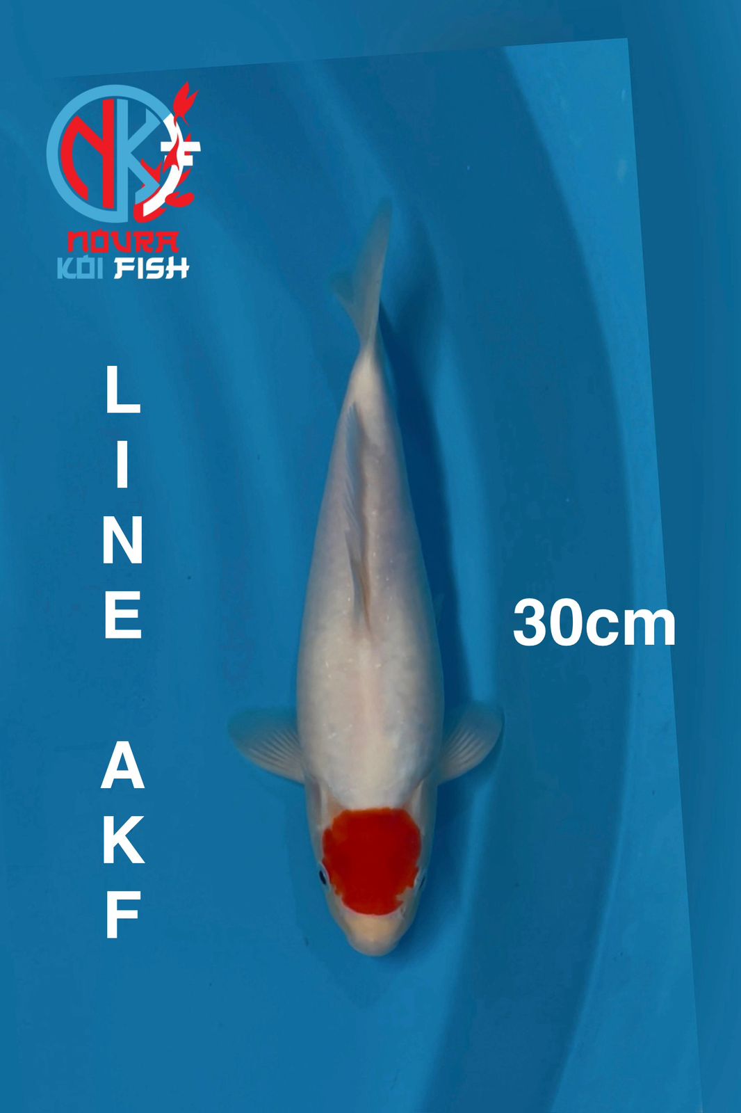 TANCHO LINE AKF 30cm