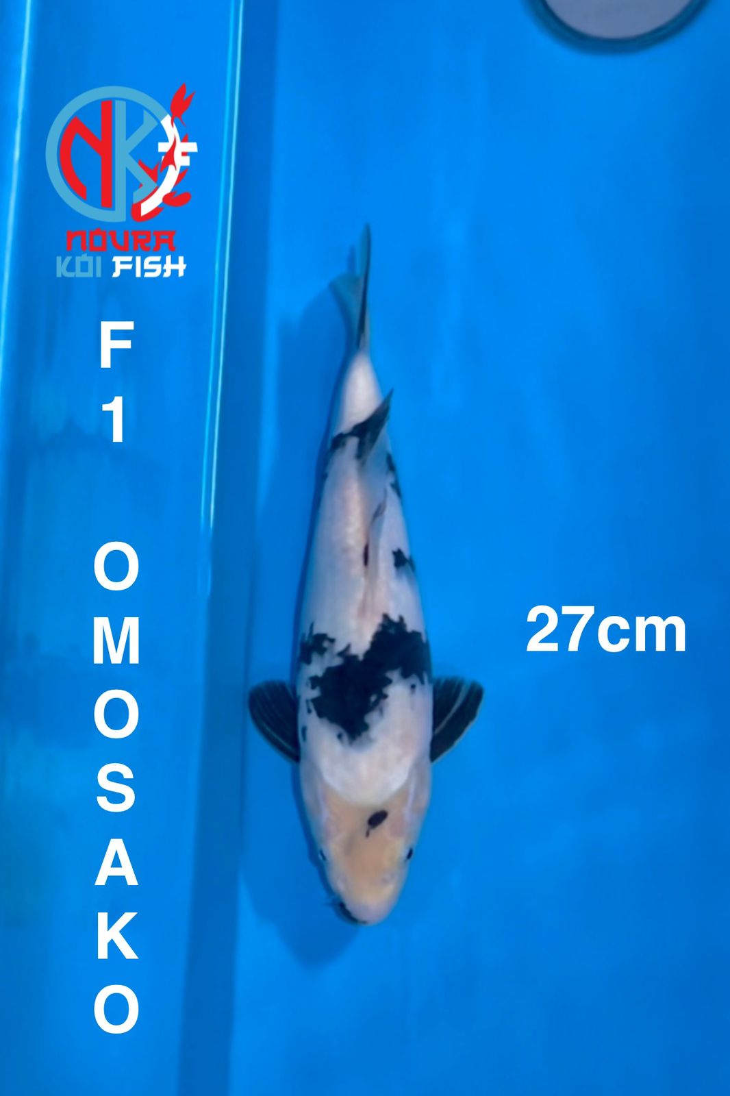 F1 SHIRO OMOSAKOBULKY 27cm