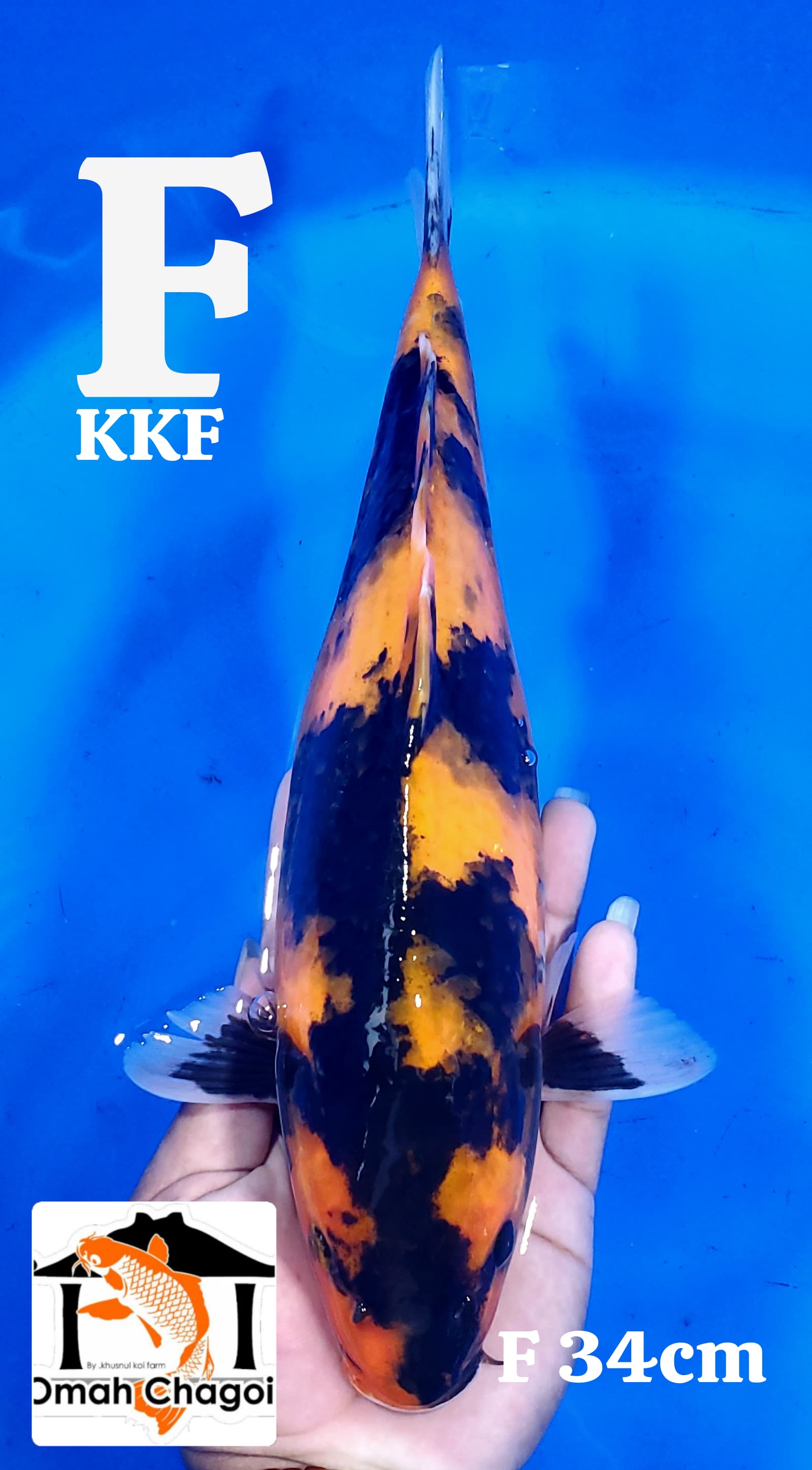 UTSURI BREEDER KHUSNULKOI FEMALE 34cm