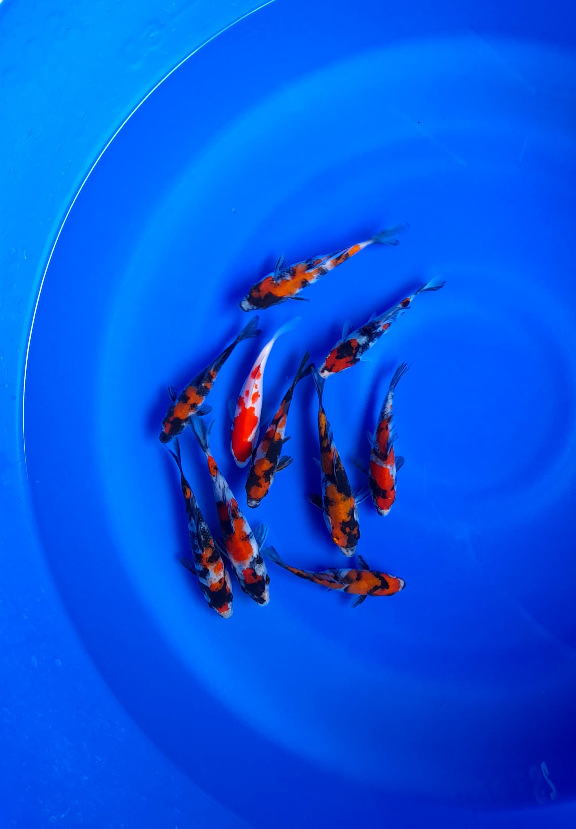 PAKET 10EKOR MINION SHOWA BAHAN KEEP GRADE A 1215cm