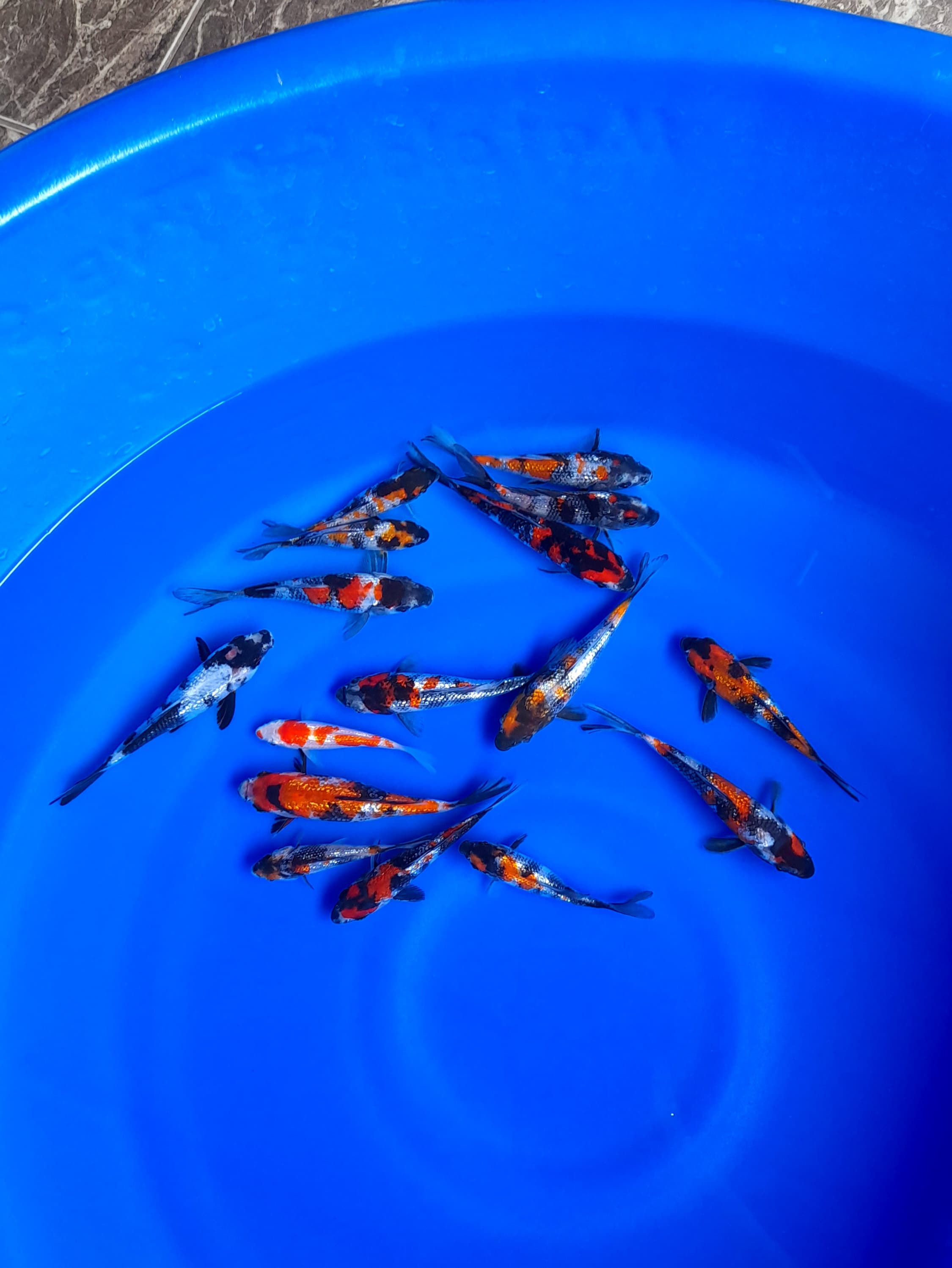 PAKET 15EKOR MINION GINRIN SHOWA BAHAN KEEP GRADE A 1015cm