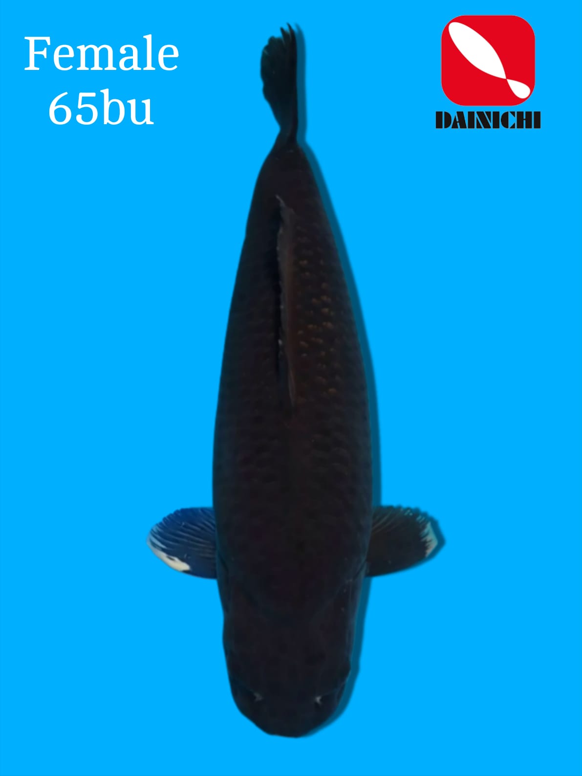 BLACK DIAMOND DAINICHI 63cm