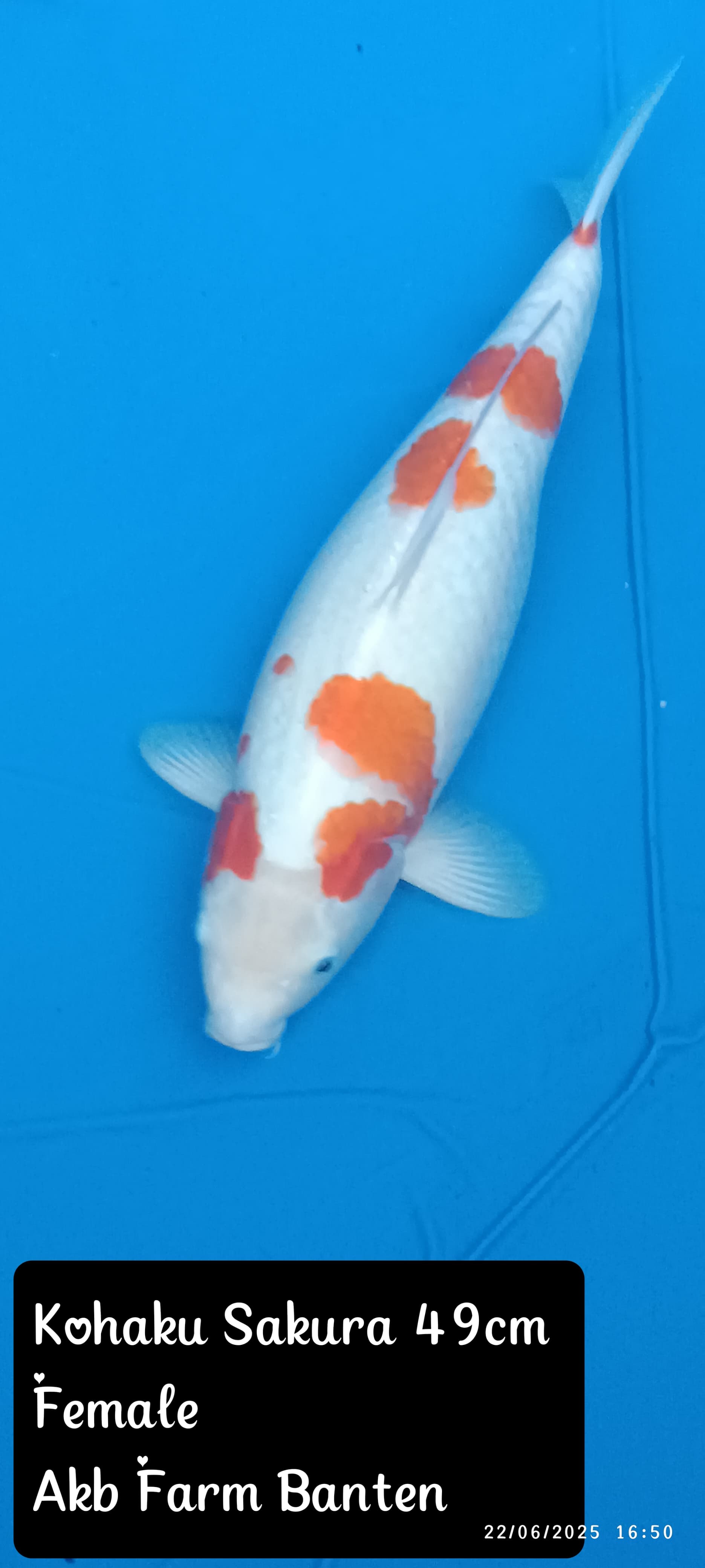 JUMBO KOHAKU49cm