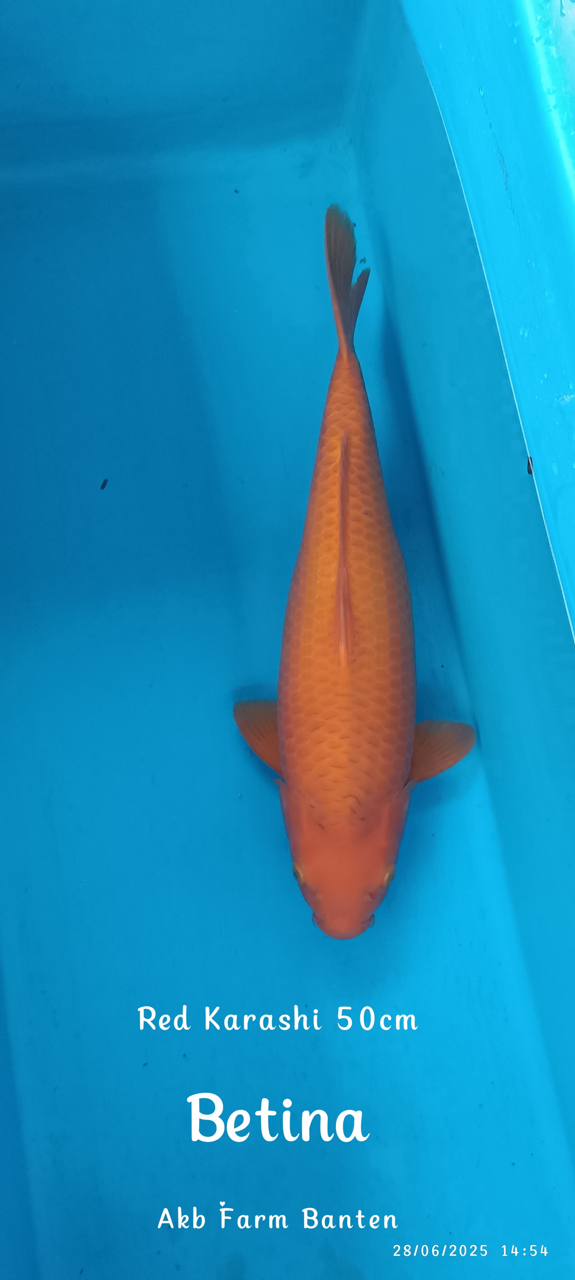 JUMBO PENJINAK KOLAM RED KARASHI 50cm