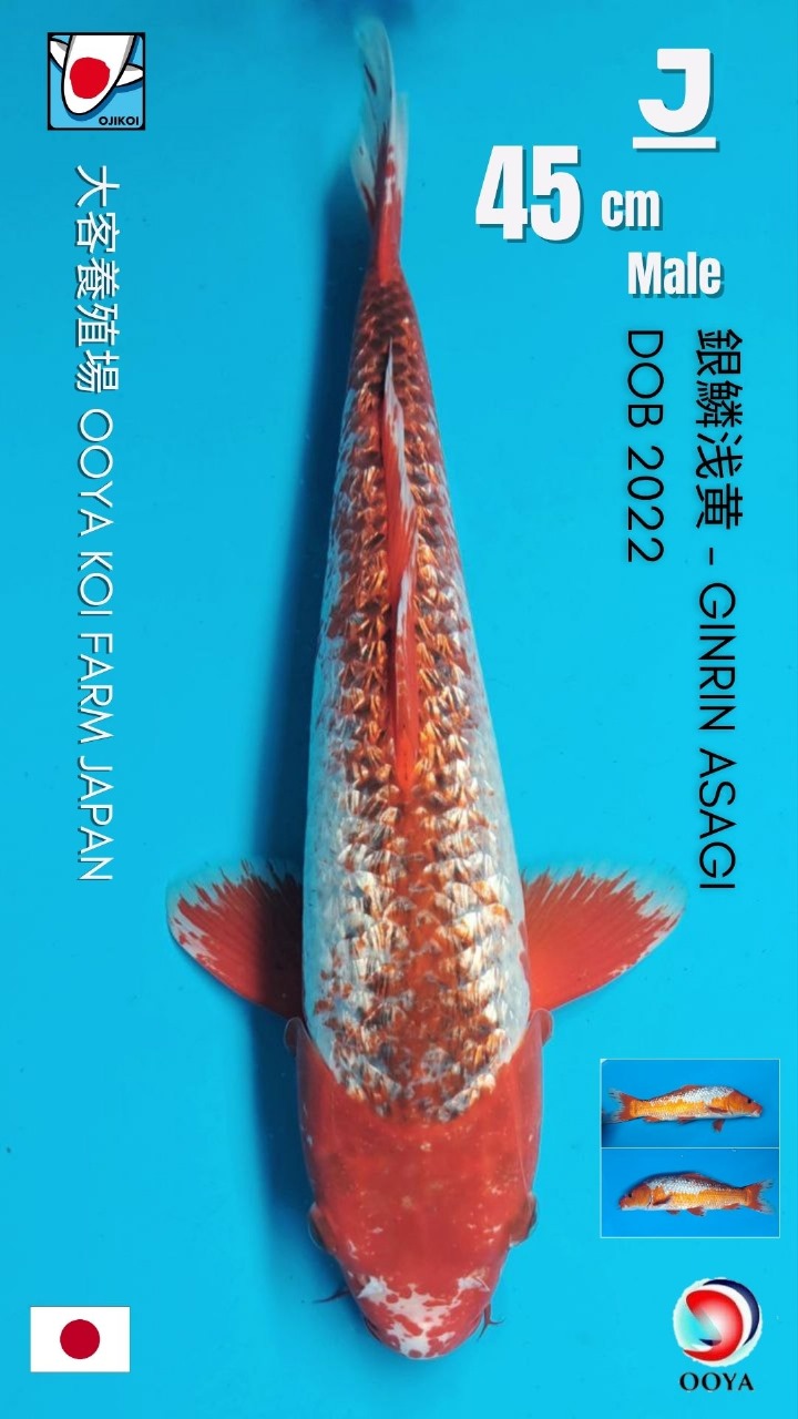 GINRIN ASAGI FROM OOYA KOI FARM JAPAN IMPORT BERSERTIFIKAT BREEDER DOB 2022 SIZE 45cm