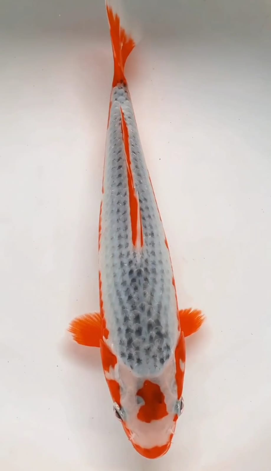 MARUTEN ASAGI SIRIP MERAH CALON ISTIMEWA LOK BLITAR 25cm