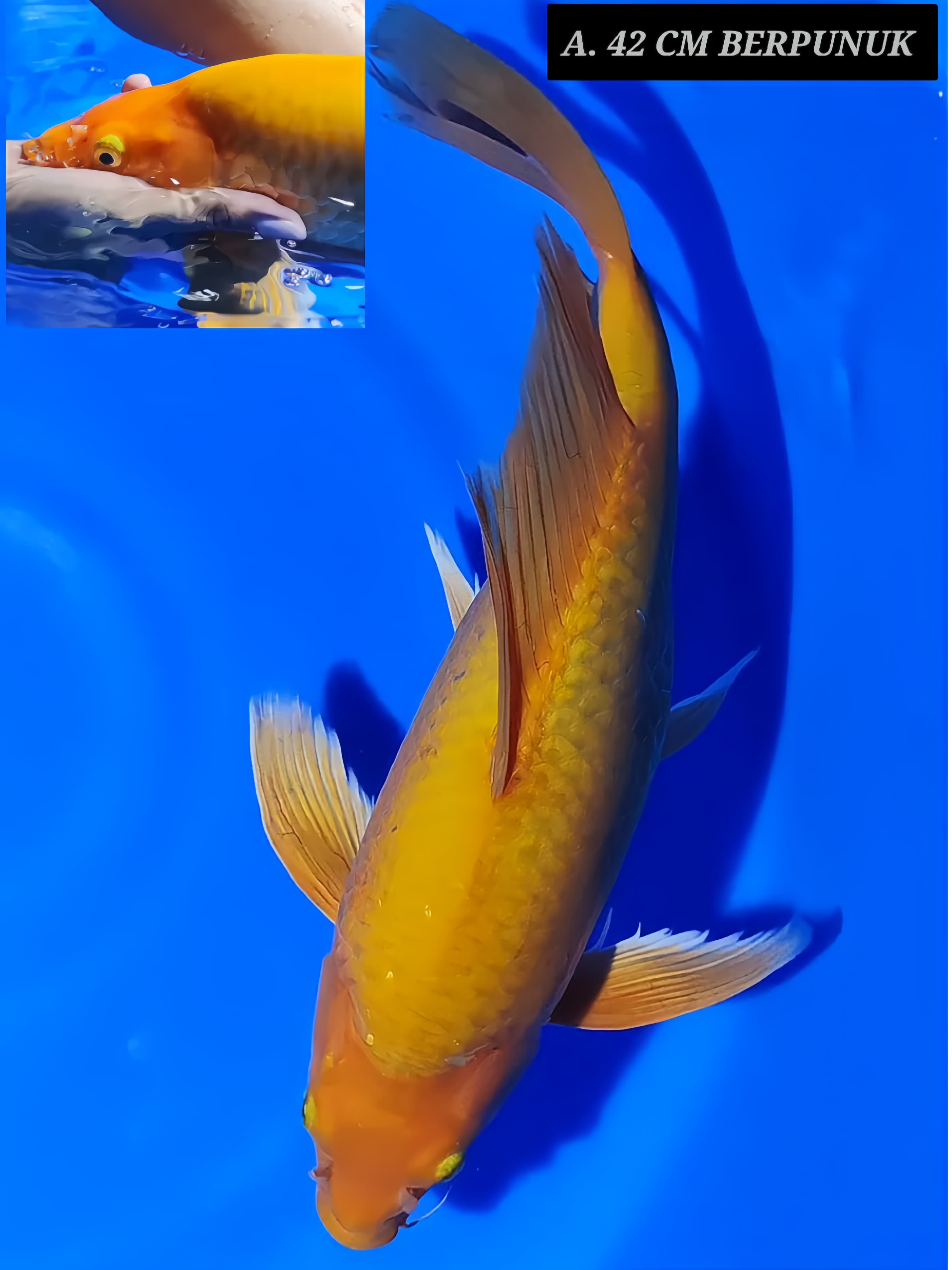 KUMPAY KARASI MANGGO BERPUNUK GAGAH BERANI 42cm