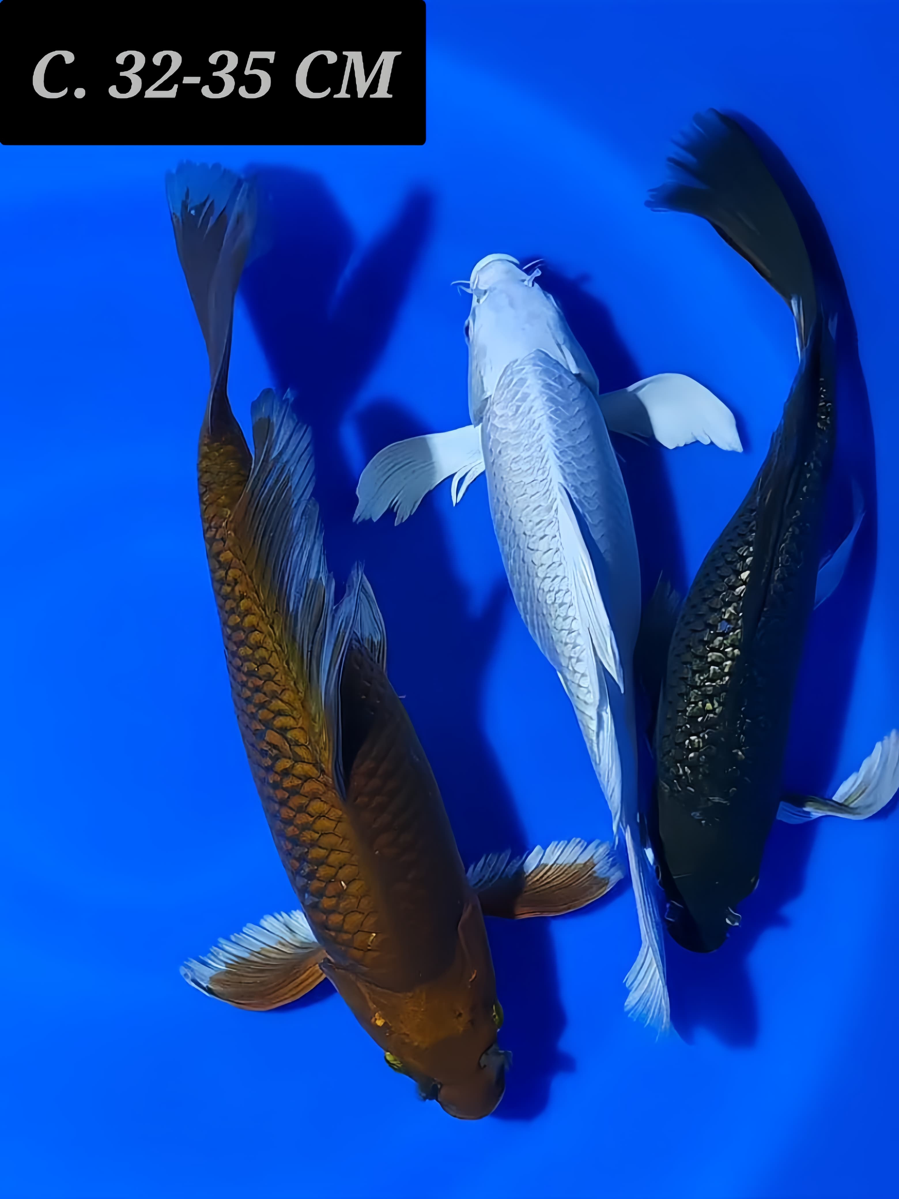 PAKET 3 EKOR PENARI KOLAM CIAMIK ENERJIK 3235cm