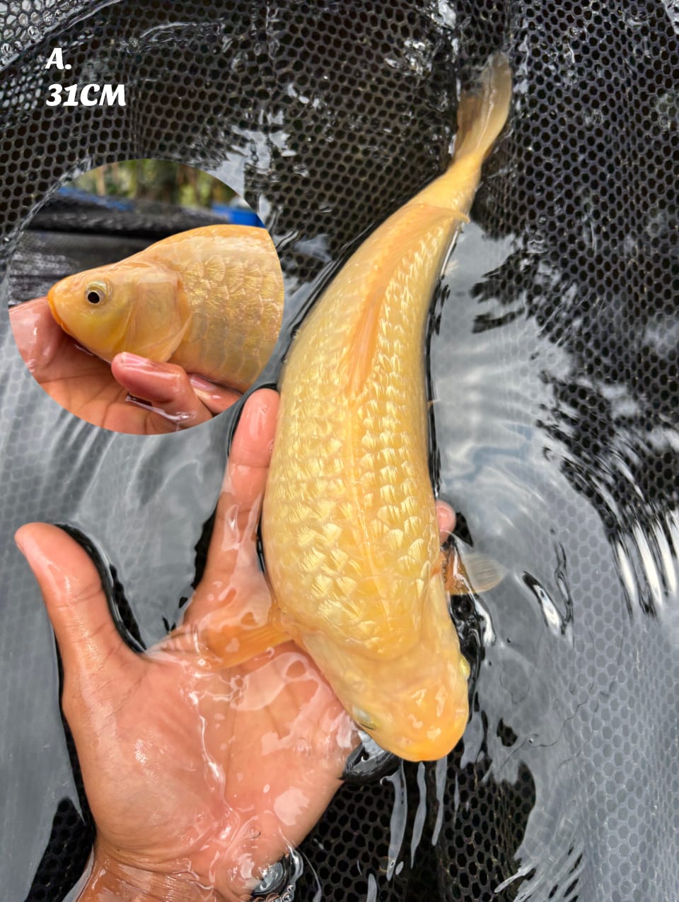 BABYFACE KARASI FULL GINRIN OVER PUNUK MADINA AZIZ 31cm