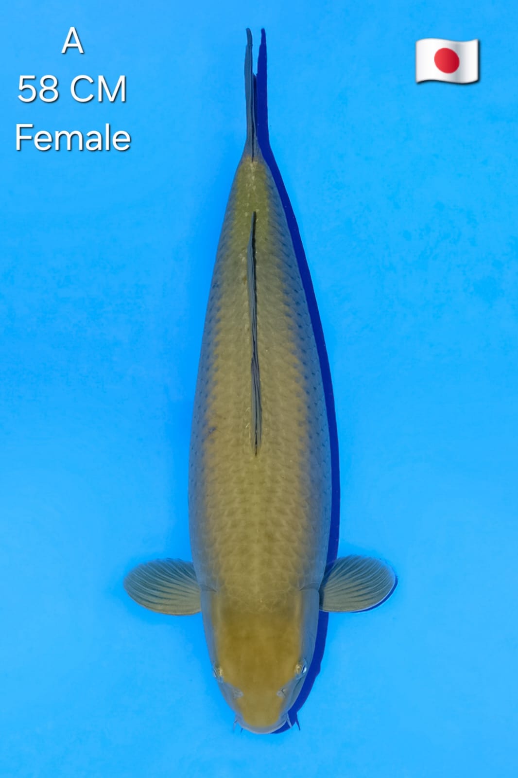 CHAGOI MARUDO KOI FARM HIGH QUALITY FEMALE 58cm