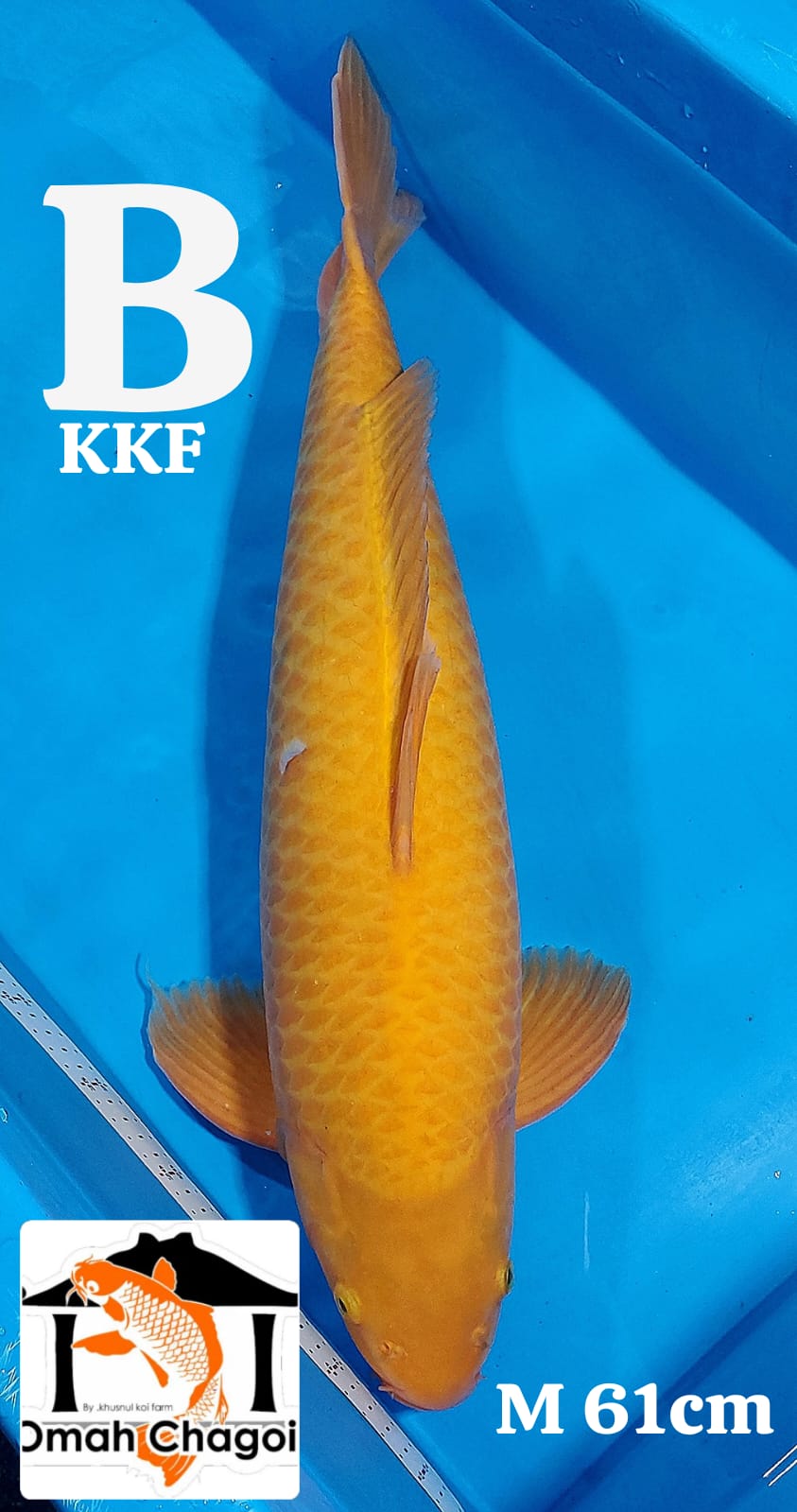 KHARASI JUMBO BREEDER KHUSNULKOI MALE 61cm