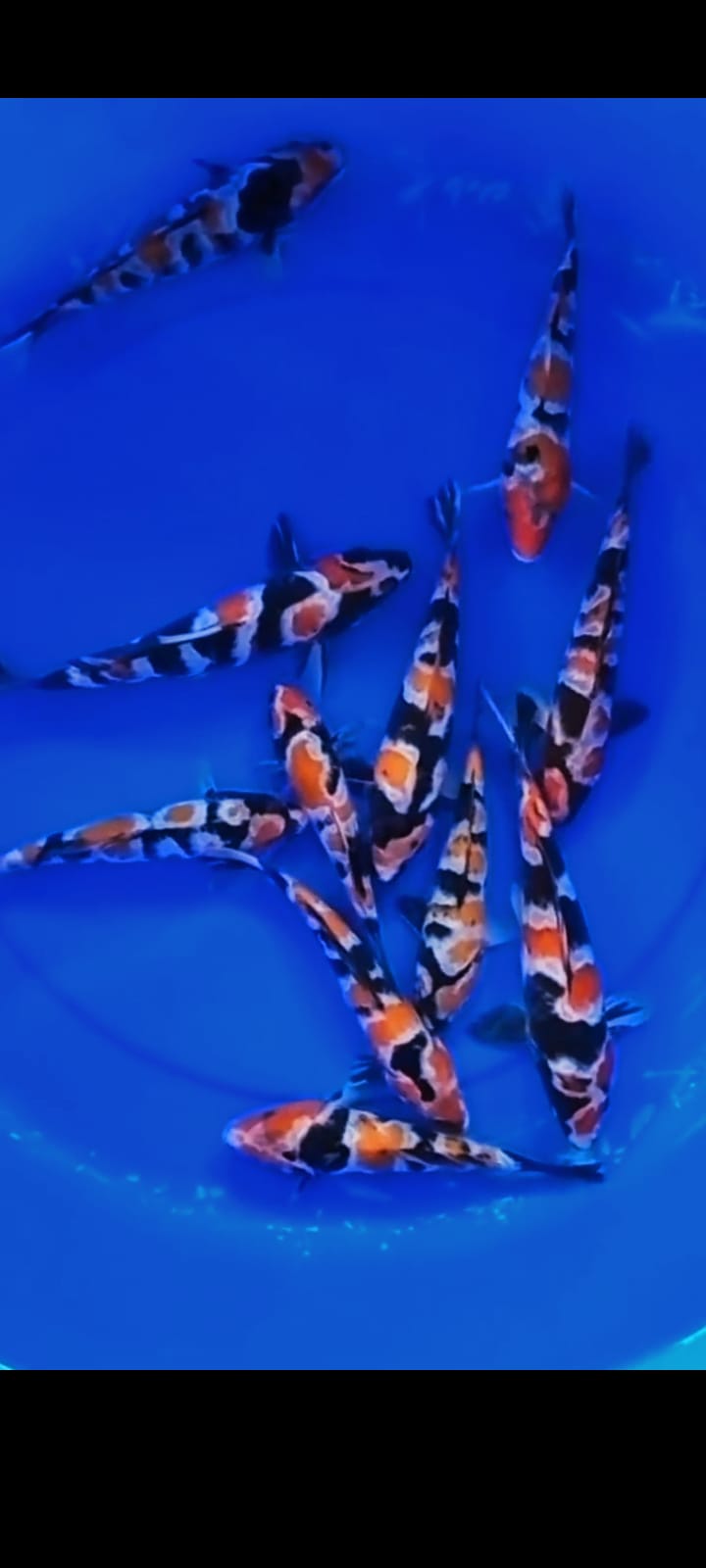 SHOWA AKATSUKI 2025cm