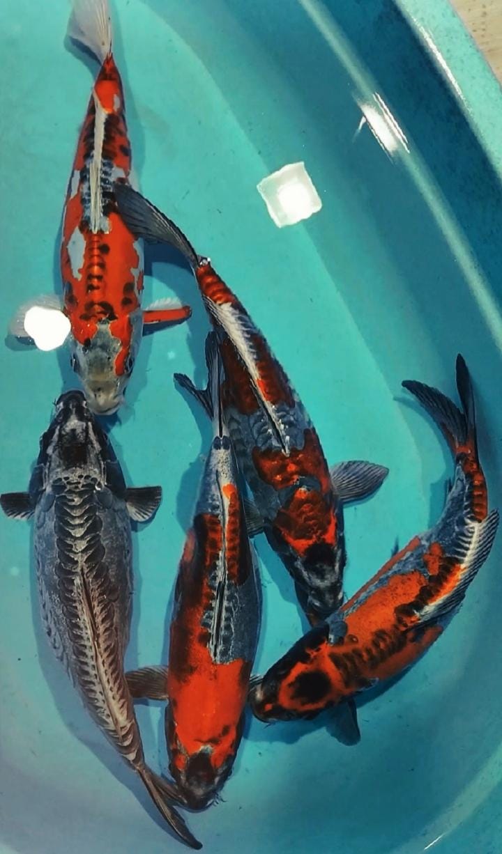 4EKOR KIKO SUER SIZE 33cm 35cm