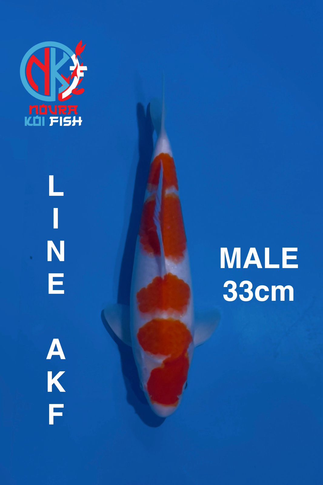 KOHAKU LINE AKF 33cm