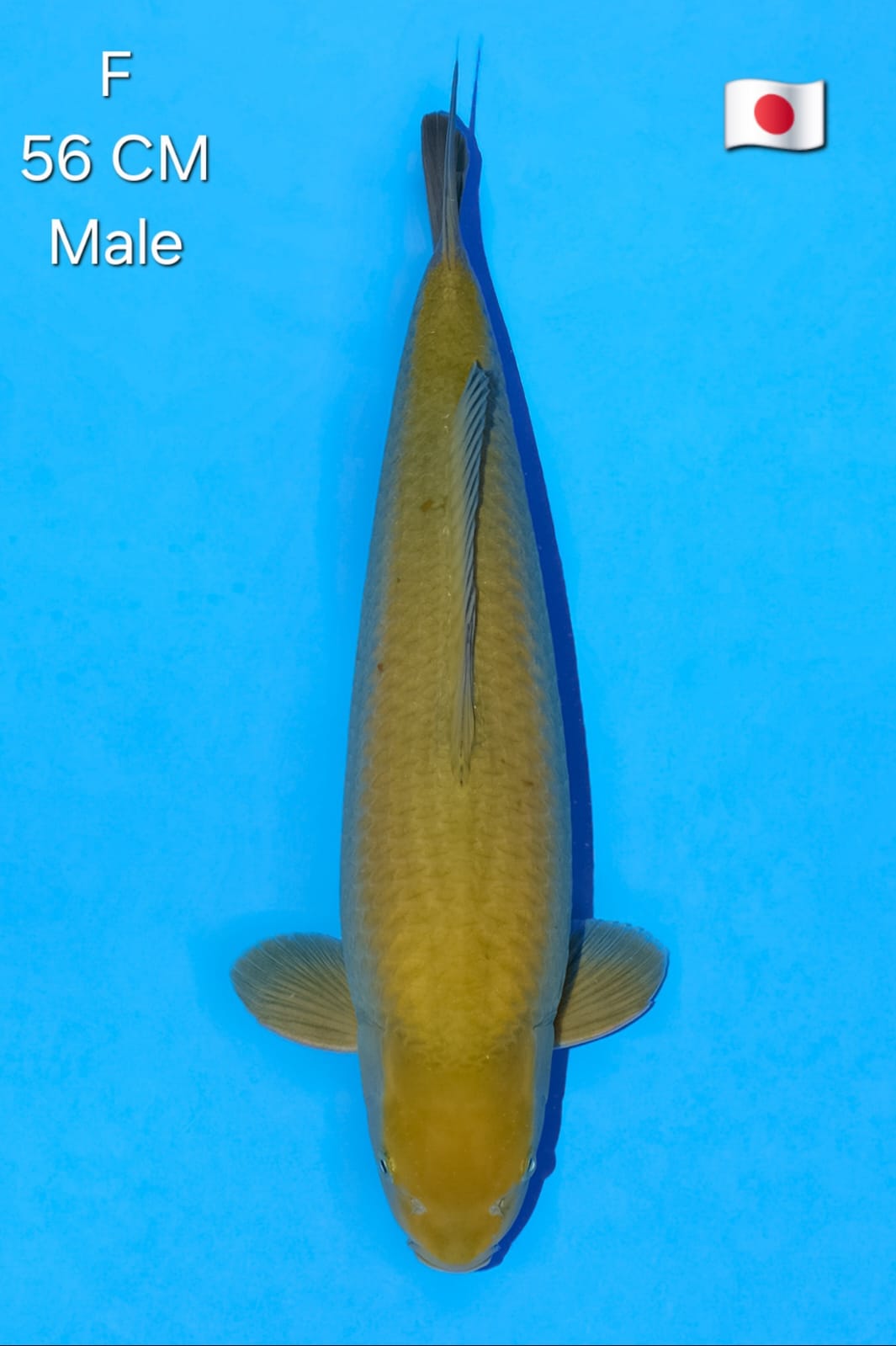CHAGOI MARUDO KOI FARM SELERA SULTAN VERY HIGH QUALITY MALE 56cm