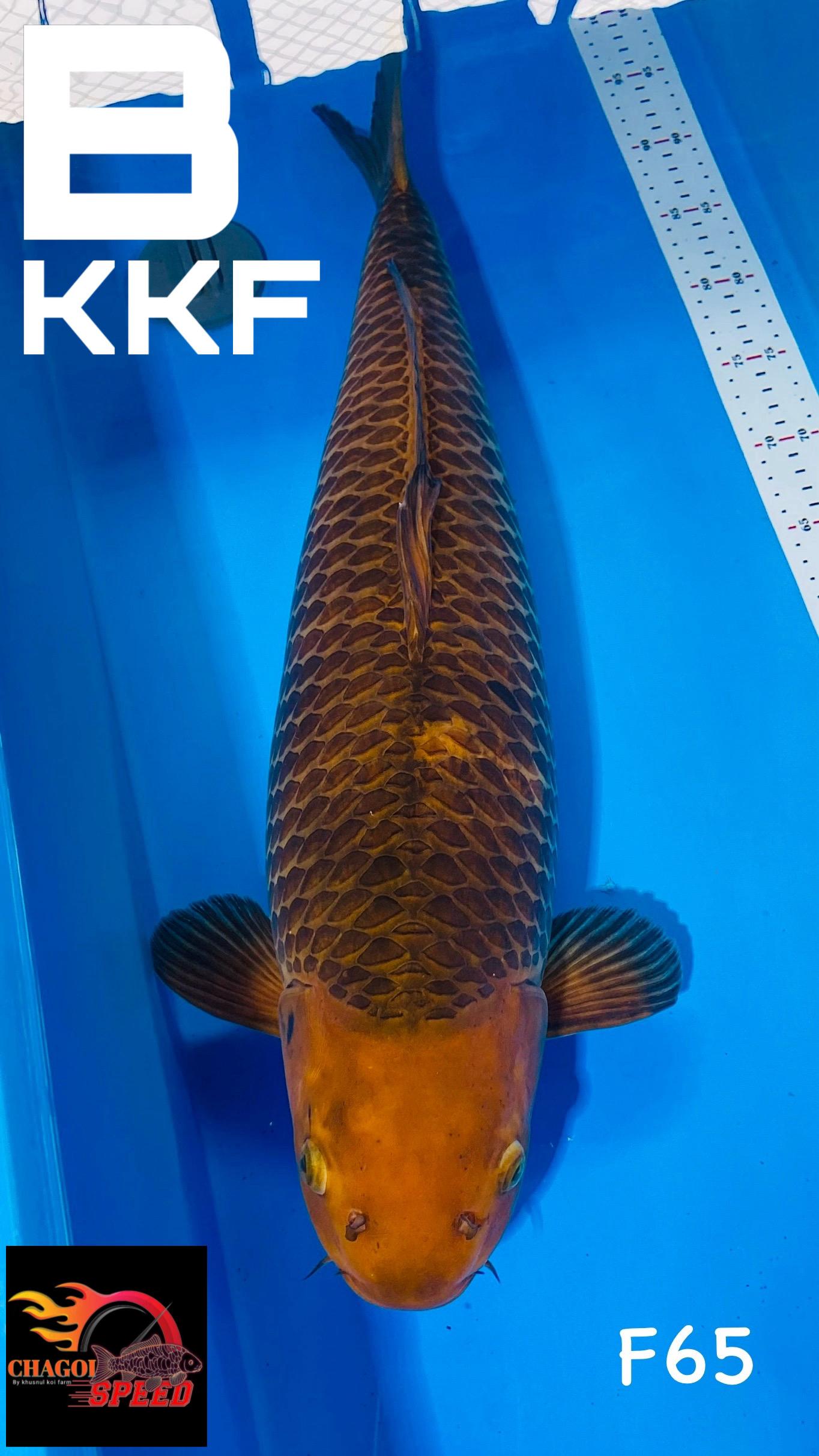 JUMBO RING TAJAM BREEDER KHUSNUL 65cm