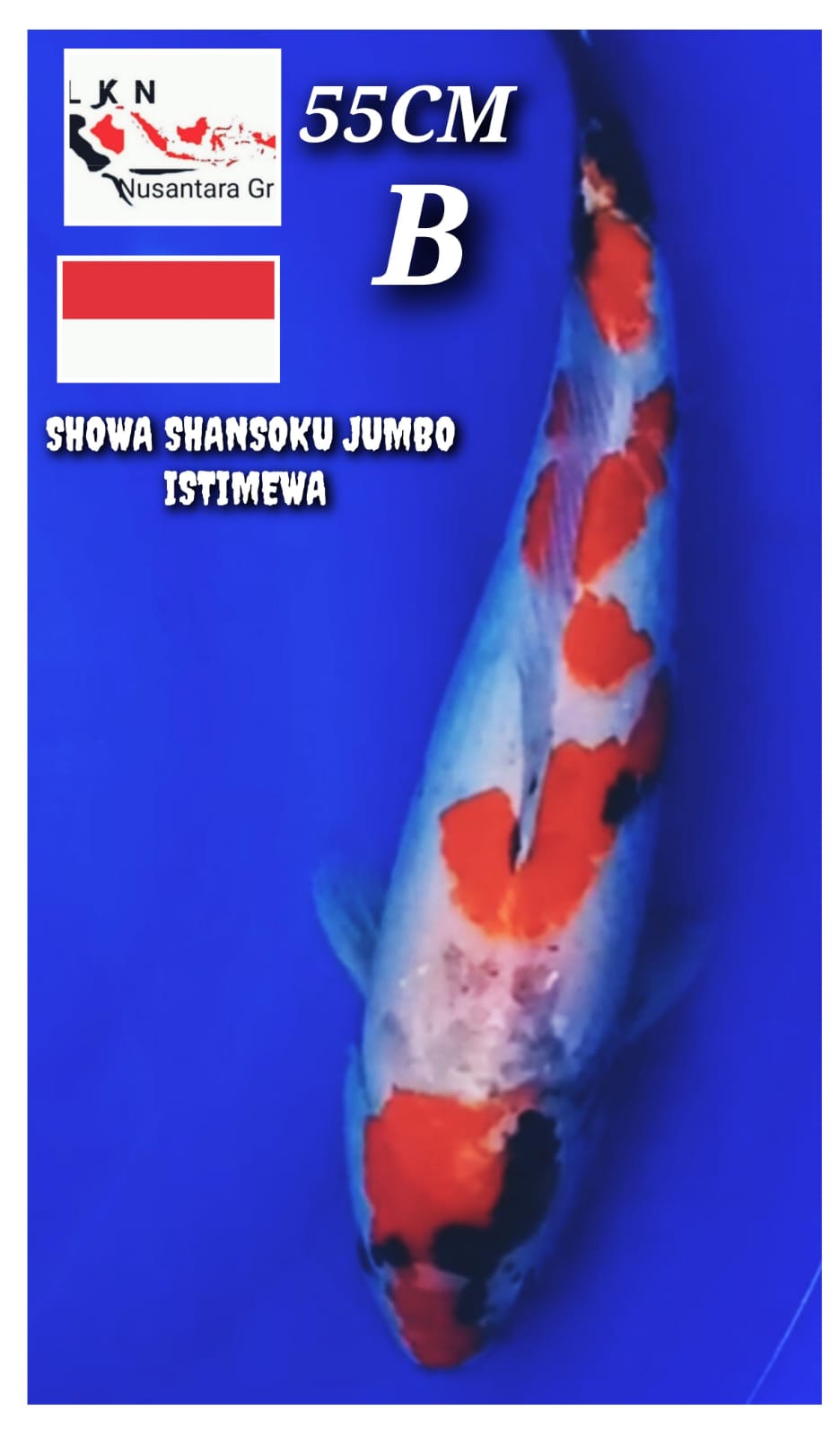 SUPER SHOWA SIAP JADI PENGHUNI KOLAM ANDA PARA SULTAN LOKASI IKAN DI BOJONEGORO CUTTING KERING 55cm