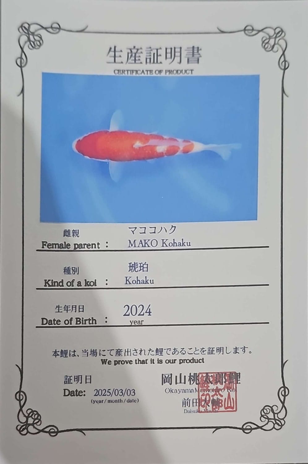 LELANG CUMA 1 IKAN KOHAKU GINRIN 28cm