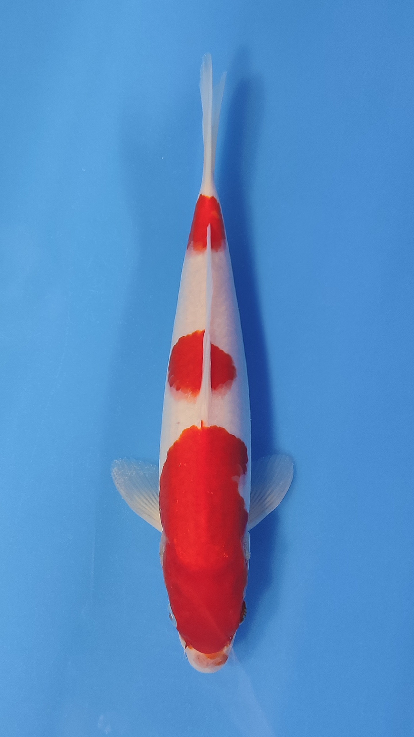 KOHAKU 26cm