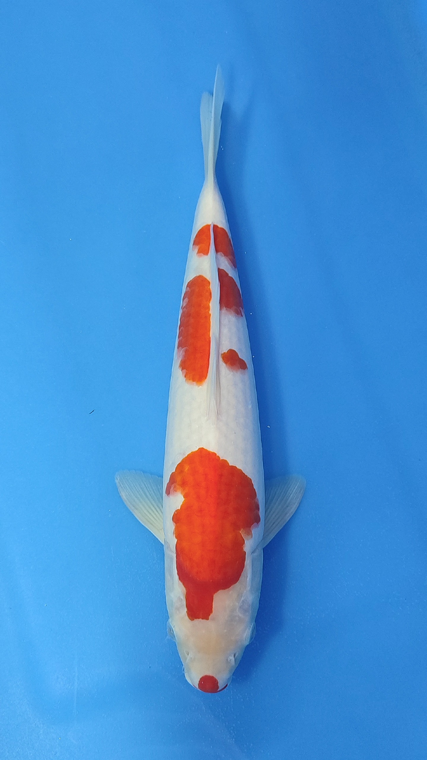 KOHAKU 33cm