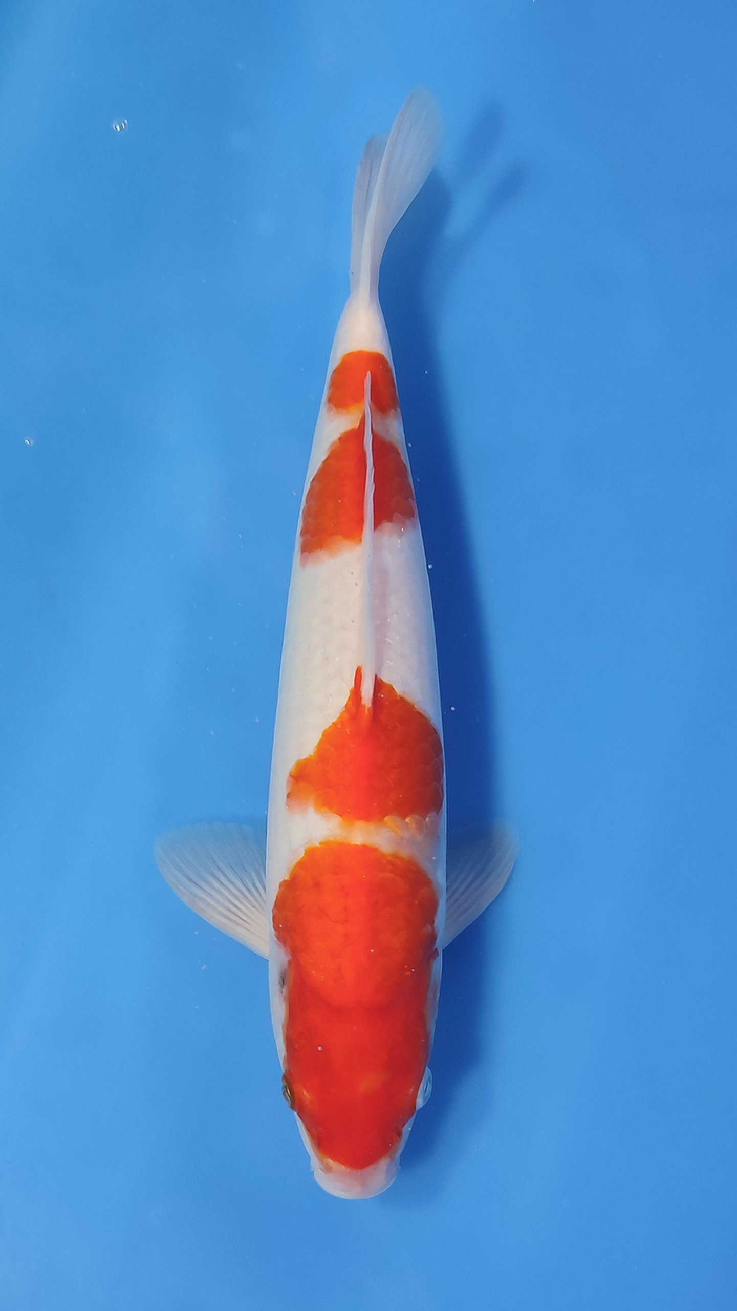 KOHAKU 33cm