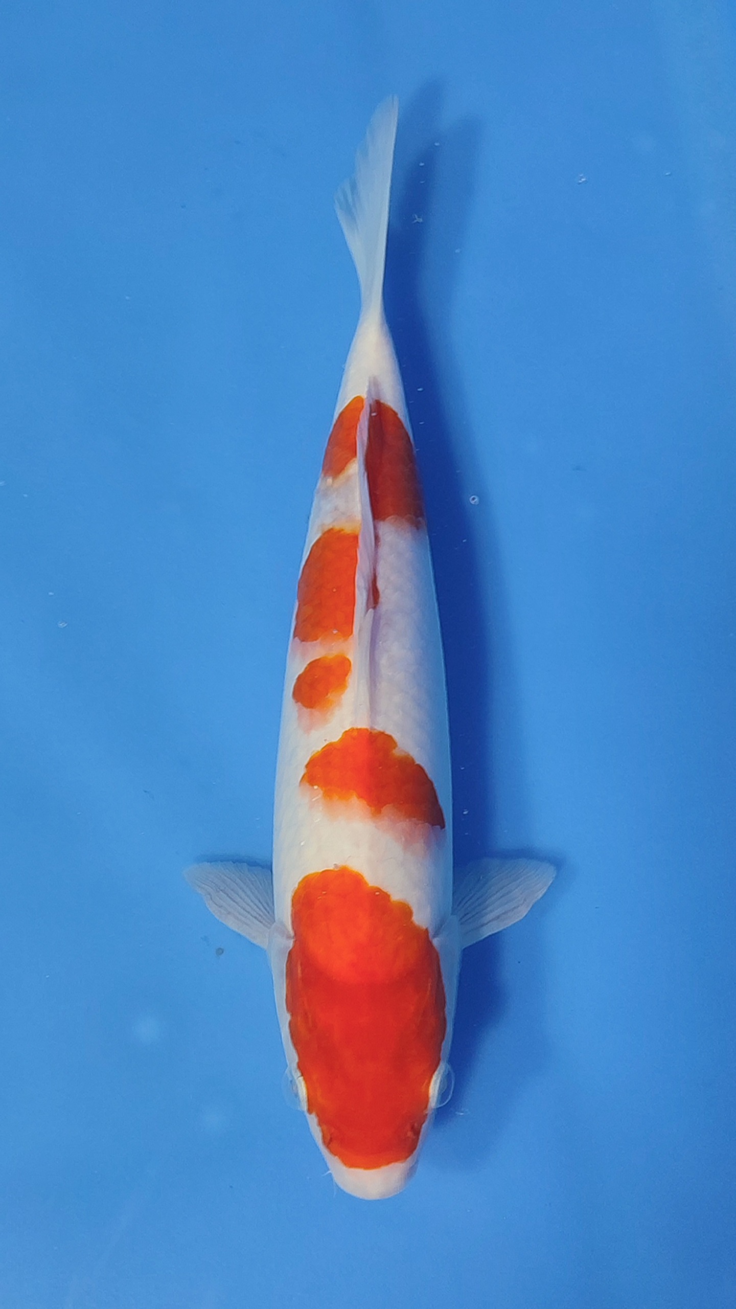 KOHAKU 30cm